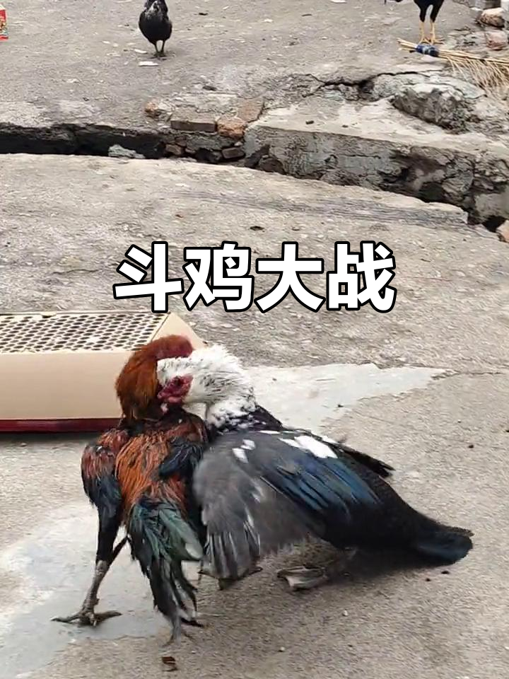 开云体育亚洲官网-精彩绝伦的比赛瞬间，让人目不转睛的简单介绍